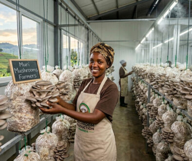 Why Rwanda Is Becoming Africa's Top Mushroom Producer | Miru Mushrooms